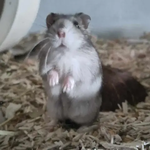 Lili