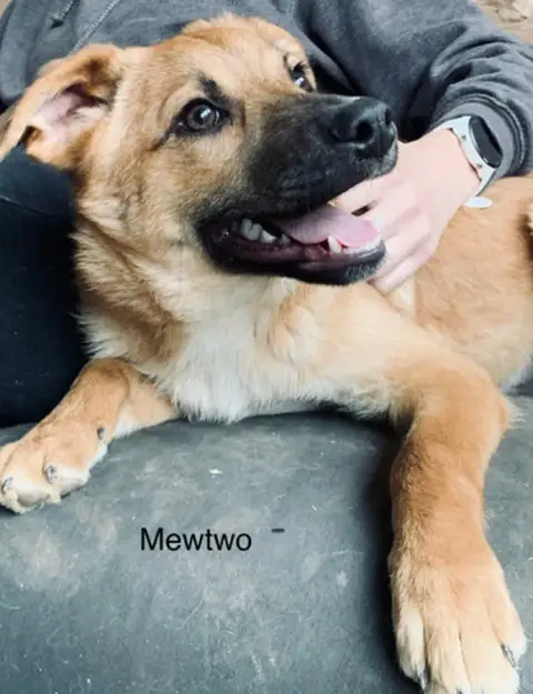 Mewtwo