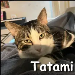 Tatami