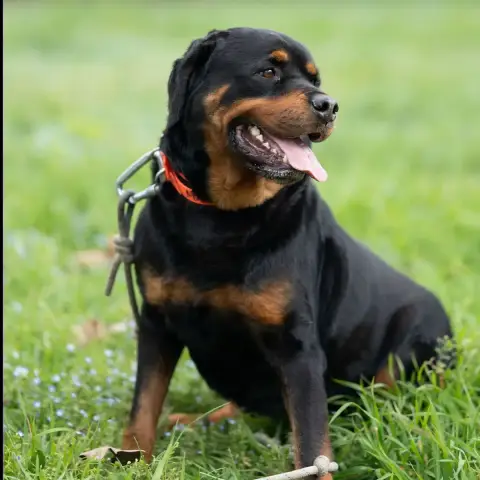 Tyson