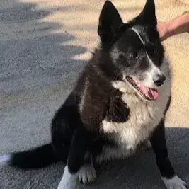 Orki