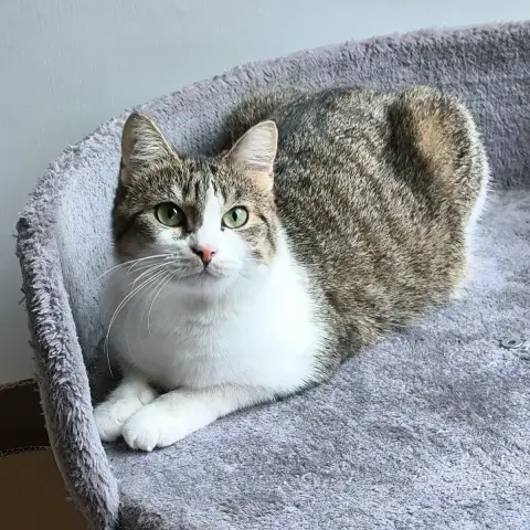 Anya
