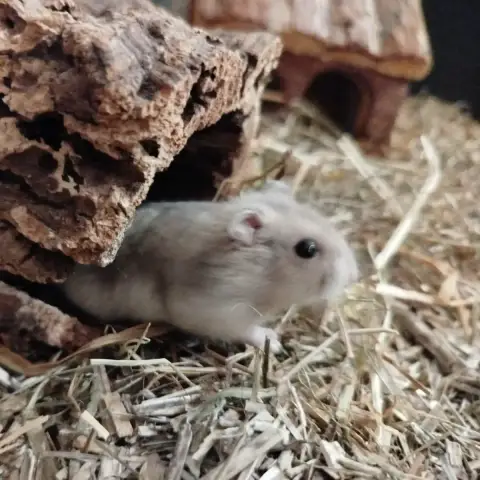 Moustache