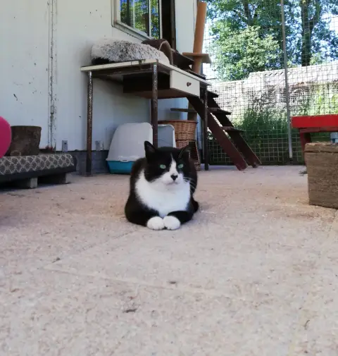Tibert photo 3