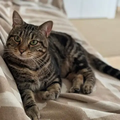 Roméo