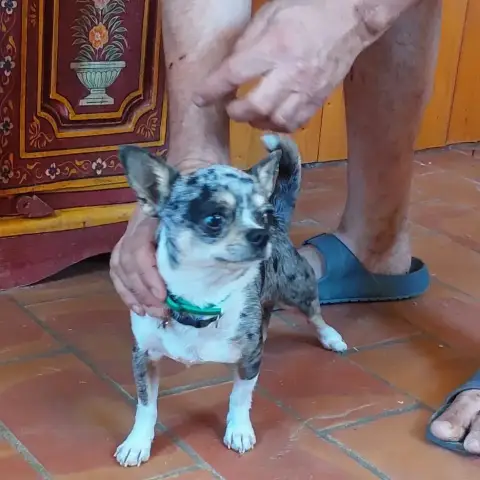Simba photo 2
