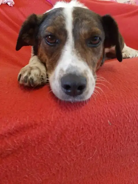 Bella