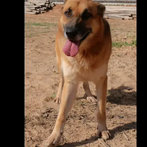Ronan photo 2
