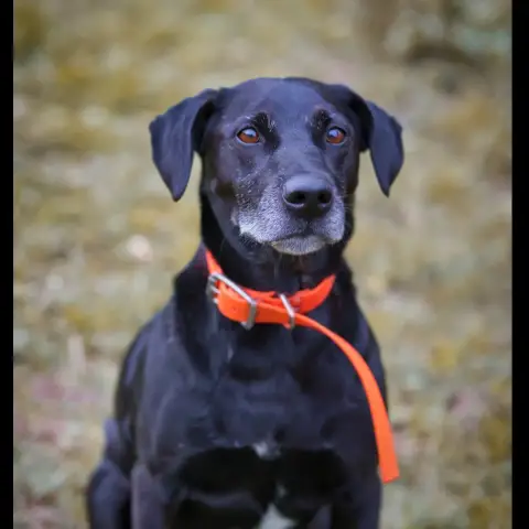 Nemo