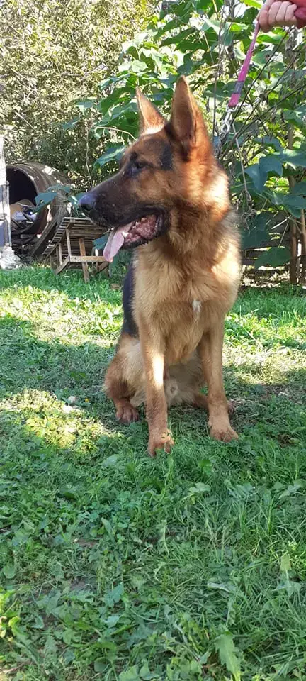 Baxter photo 2