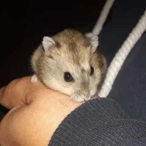 Kiwi photo 2