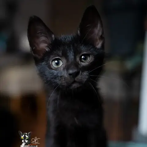 Yuzu