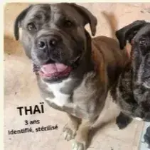 Suzie Et Thaï photo 2