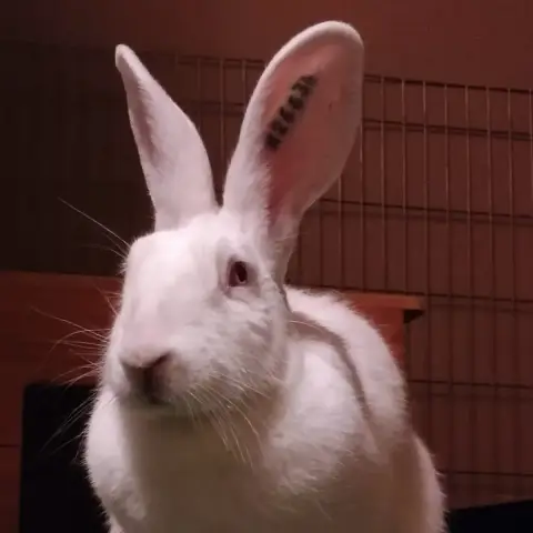 Oméga