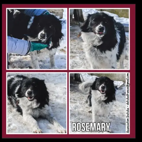 Rosemary
