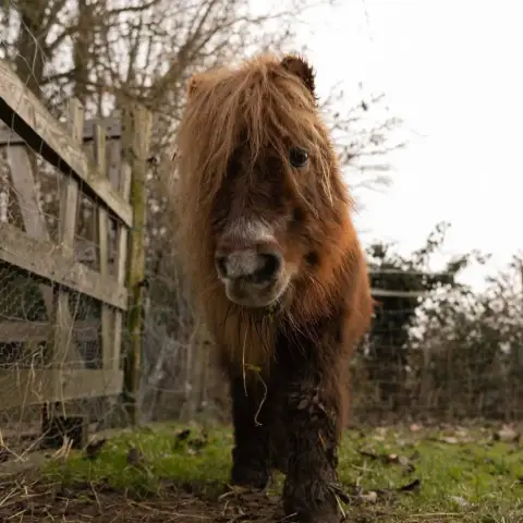 Flicka photo 3