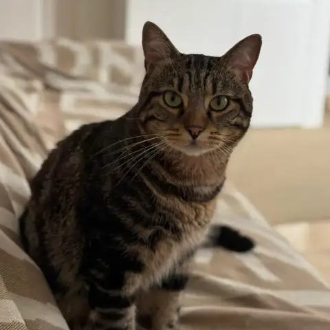 Roméo photo 2