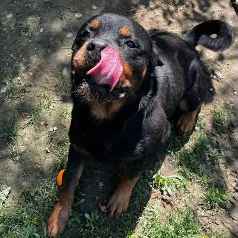 Sirius photo 3