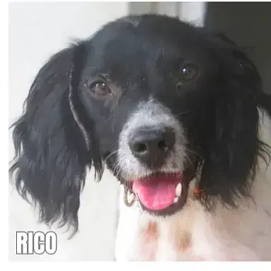 Rico photo 2