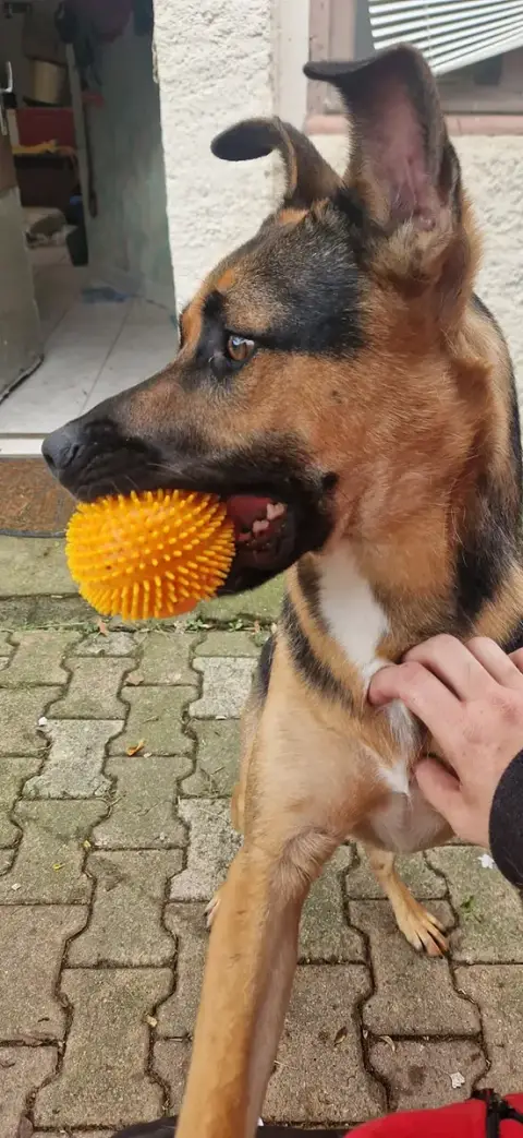 Zazu