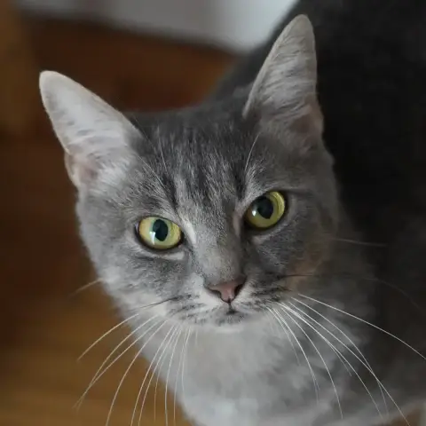 Holly