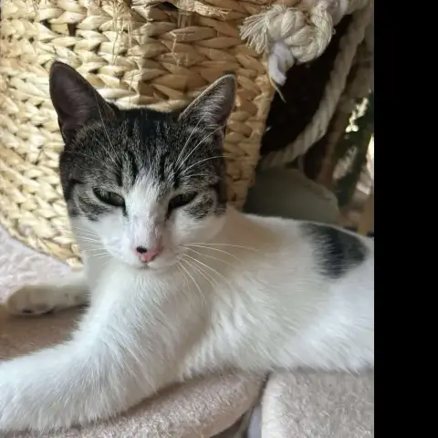 Daisy