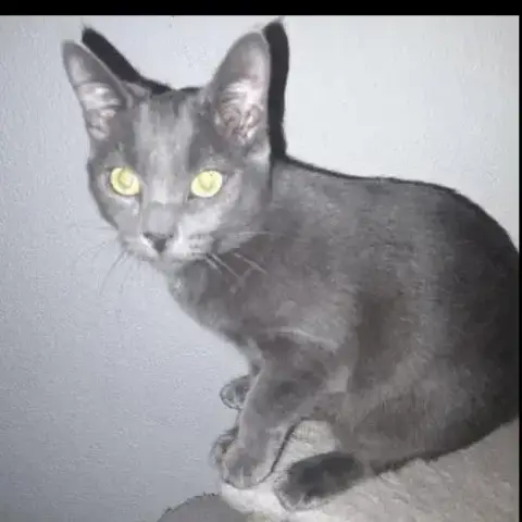 Bichette photo 2
