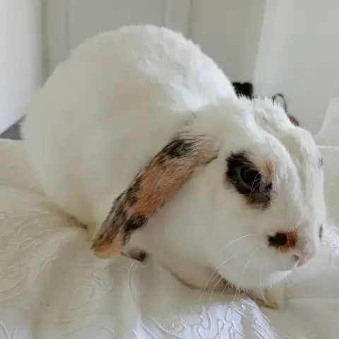 Molly photo 2