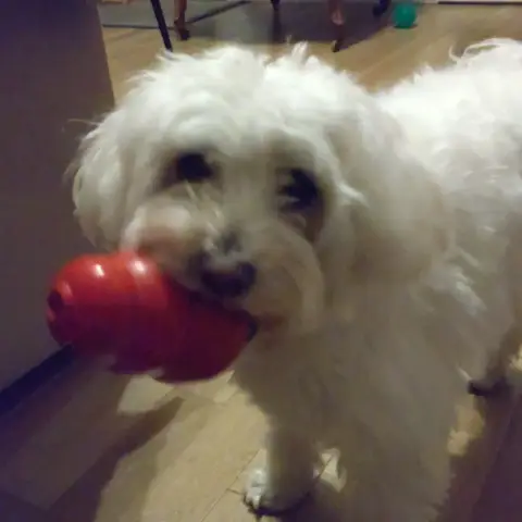Simba photo 3