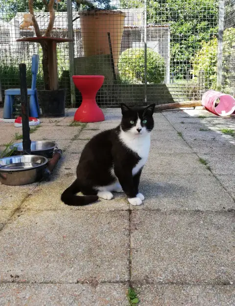 Tibert