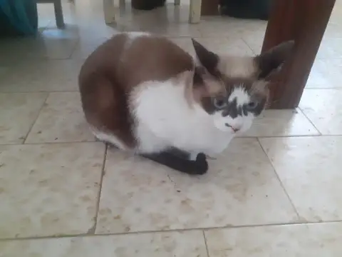 Perlina