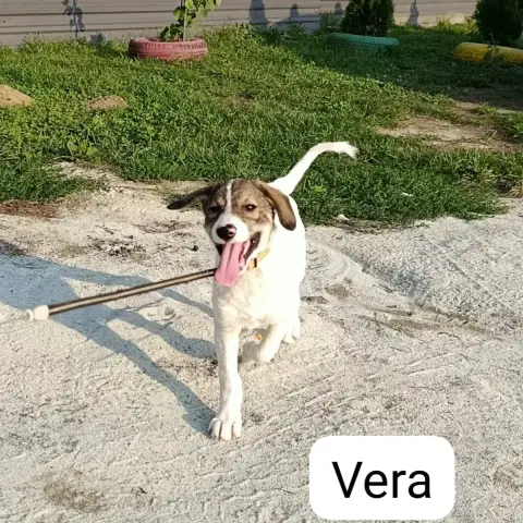 Vera photo 2
