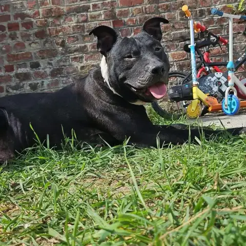 Paco