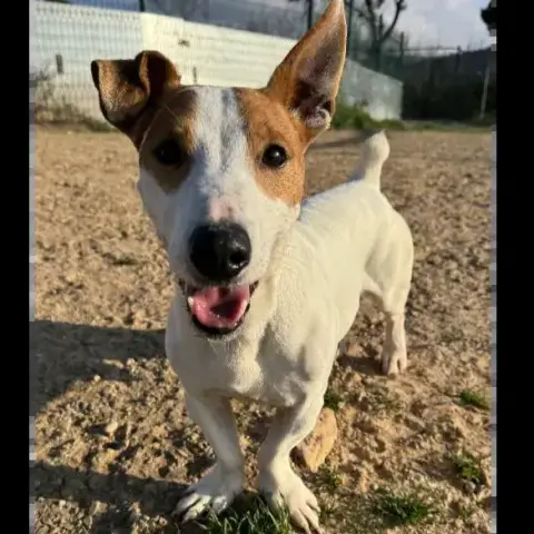Dingo