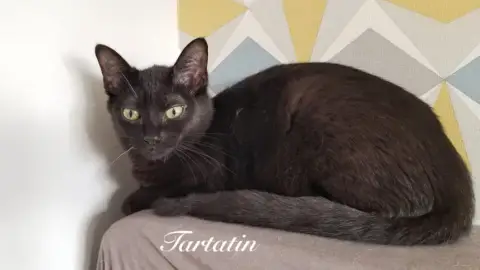 Tartatin photo 3