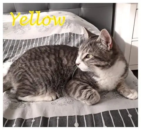 Yellow