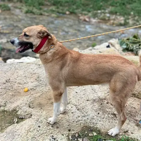 Coco Savannah photo 3