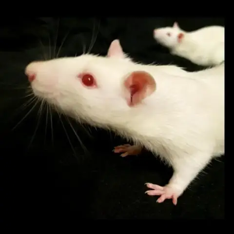 Plagg photo 2