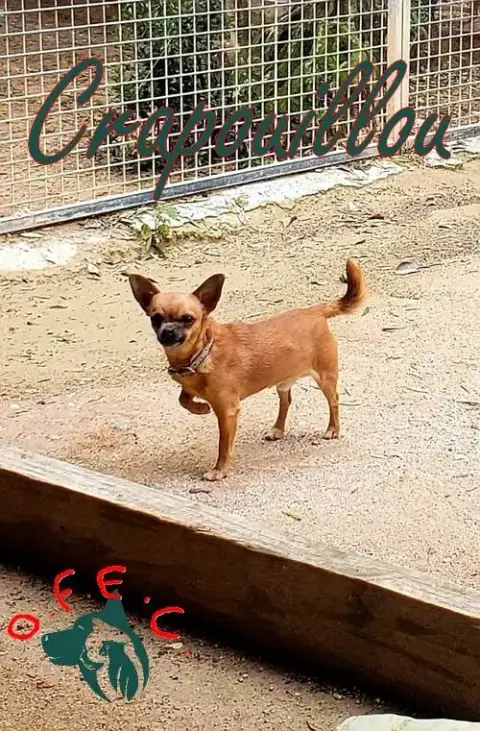 Crapouillou