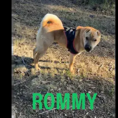 Rommy
