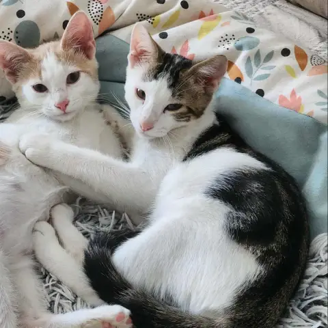 Loki