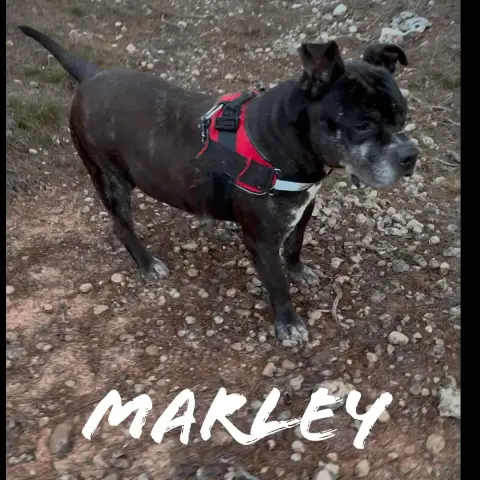 Marley 2