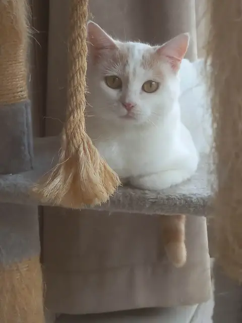 Tismy
