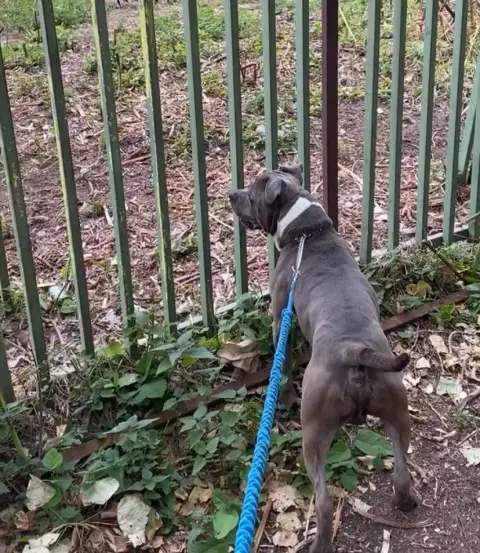 Narko