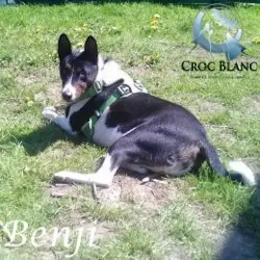Benji photo 2
