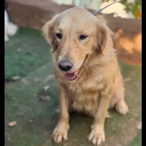 Shani