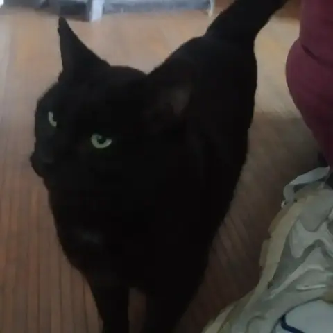 Baloo photo 2