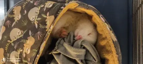 Bibi