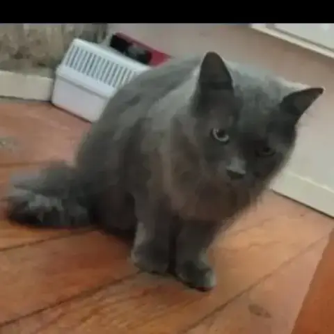Souris