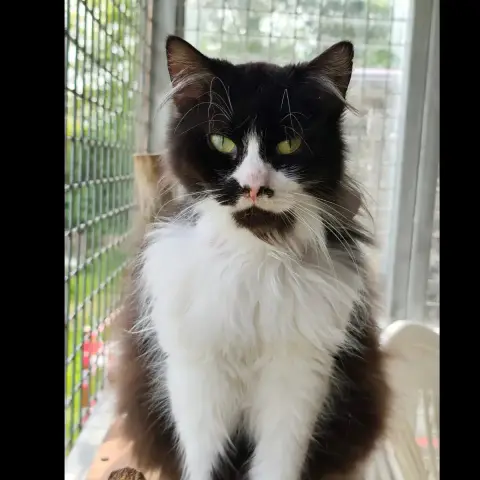 Urtini